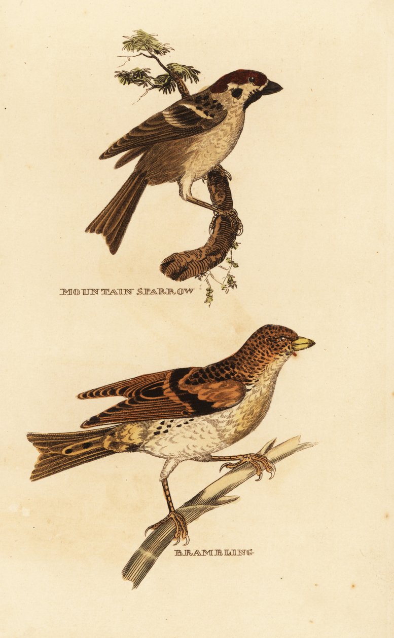 Euroasien spurv, Passer montanus, og bramling, Fringilla montifringilla af Edward Donovan