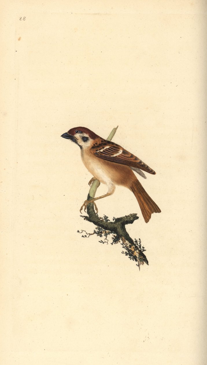 Eurasisk træspurv, Plier montanus. Håndfarvet kobberplade tegnet og graveret af Edward Donovan fra hans egen "Natural History of British Birds," London af Edward Donovan