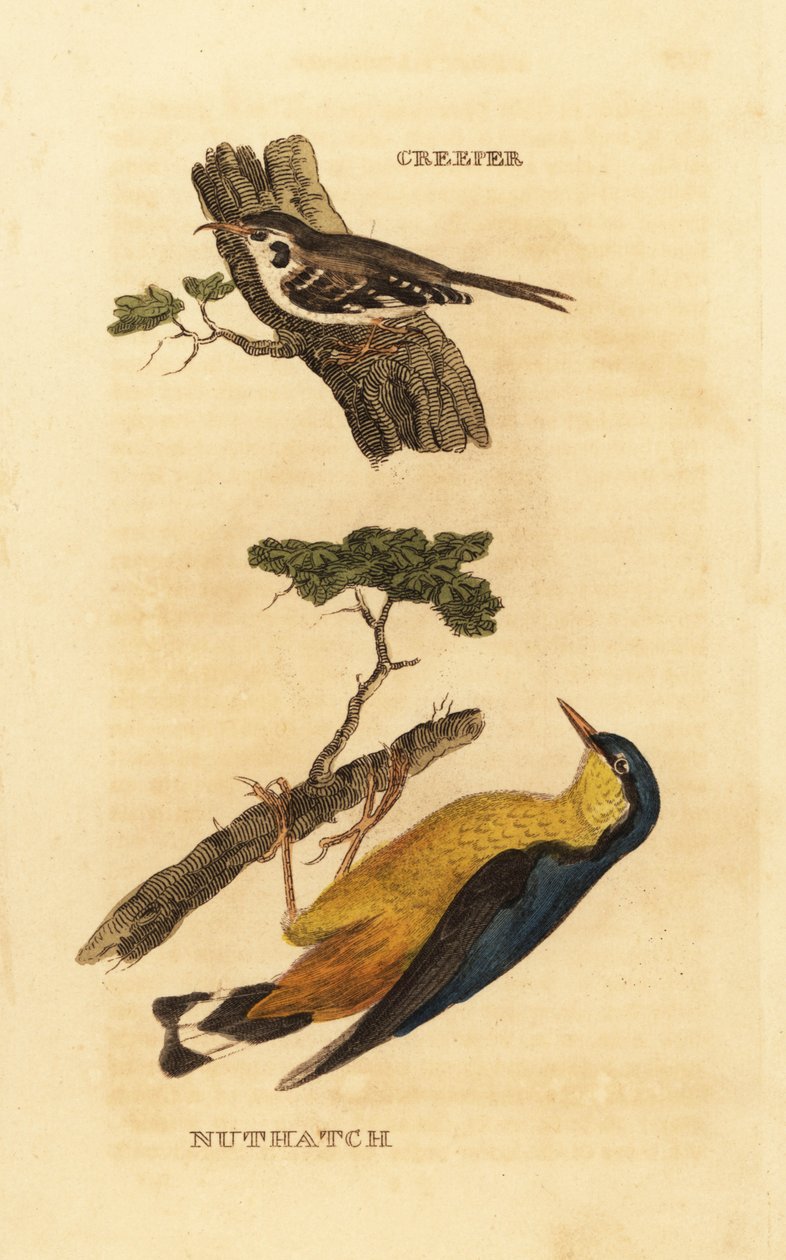Eurasisk trækryber, Certhia familiaris og nøddetræ, Sitta europaea af Edward Donovan