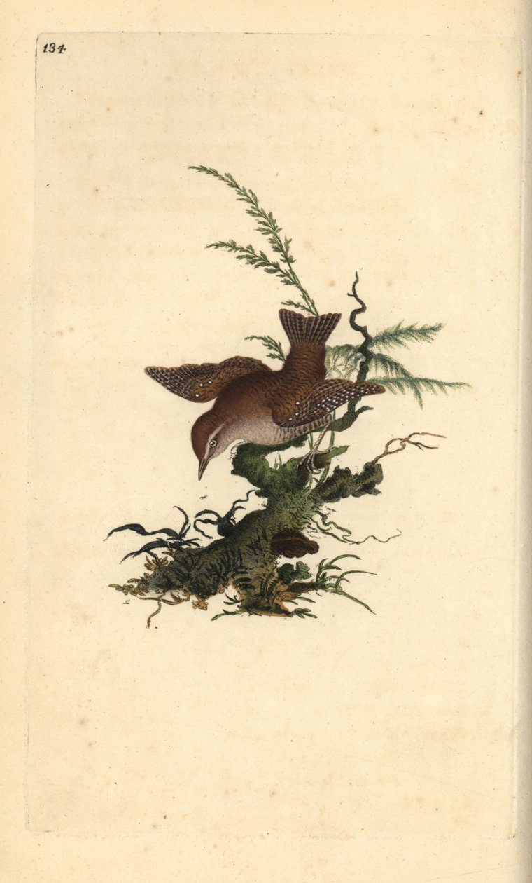 Græssmutte, troglodytter troglodytter. Håndfarvet kobberplade tegnet og indgraveret af Edward Donovan fra hans egen "Natural History of British Birds" (1794-1819). Edward Donovan (1768-1837) var en anglo-irsk amatørzoolog, forfatter, kunstner og gravør. af Edward Donovan