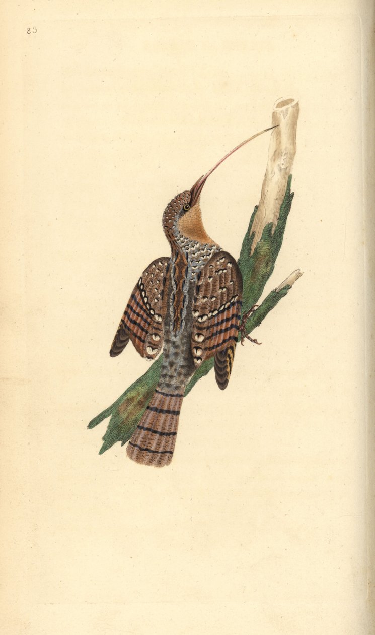 Eurasisk wryneck, Jynx torquilla. Håndfarvet kobberplade tegnet og graveret af Edward Donovan fra hans egen "Natural History of British Birds," London af Edward Donovan