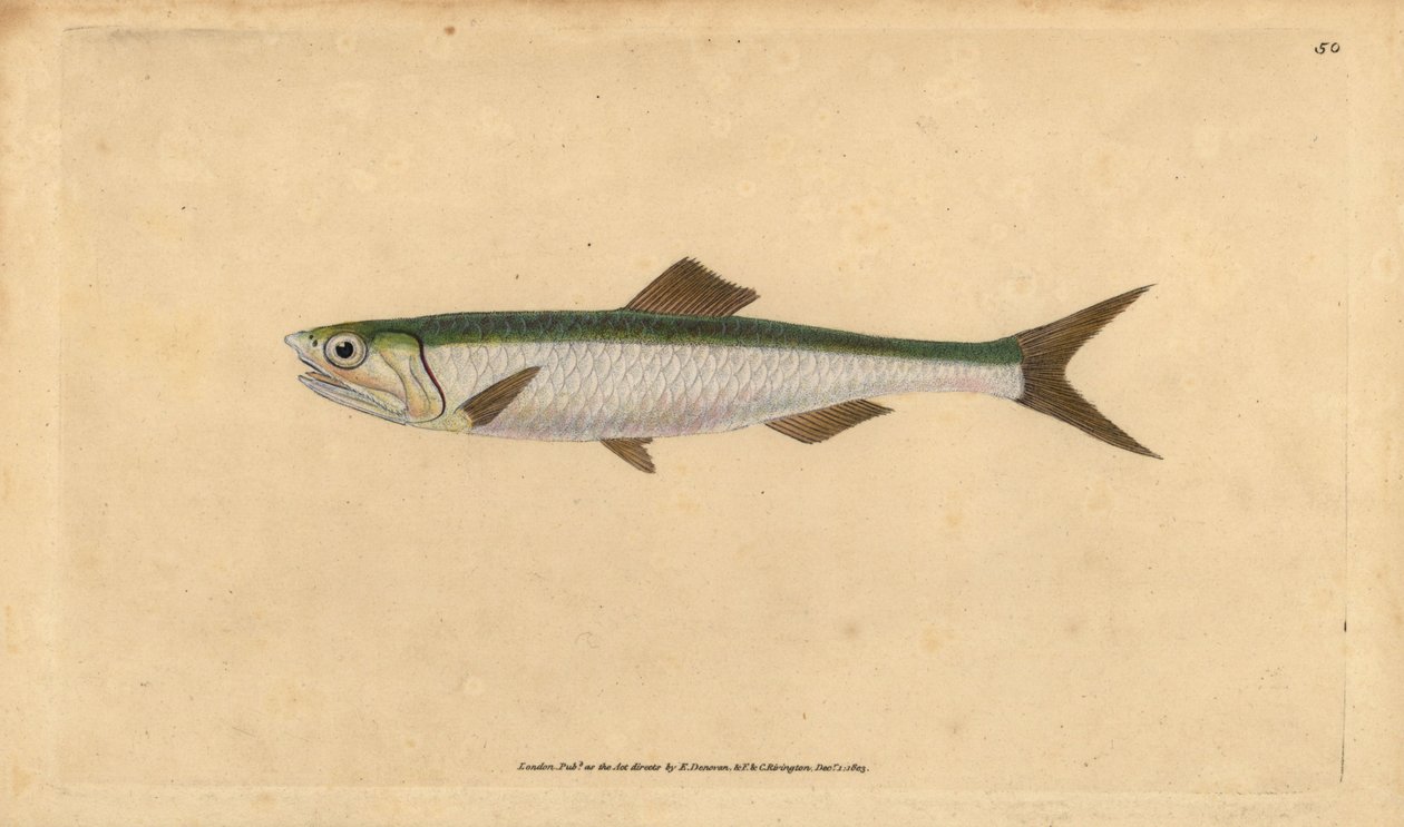 Europæisk ansjos, Engraulis encrasicolus (Ansjos, Clupea encrasicolus). Håndfarvet kobberplade tegnet og indgraveret af Edward Donovan fra hans Natural History of British Fishes, Donovan og F.C. og J. Rivington, London af Edward Donovan