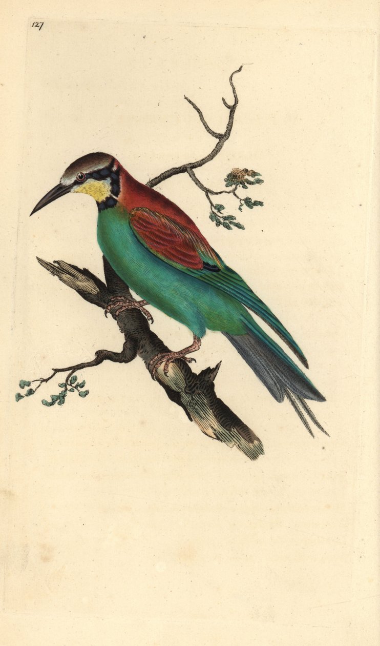Europæisk biæder, Merops apiaster. Håndfarvet kobberplade tegnet og graveret af Edward Donovan fra hans egen "Natural History of British Birds" (1794-1819). Edward Donovan (1768-1837) var en anglo-irsk amatørzoolog, forfatter, kunstner og gravør. Han af Edward Donovan