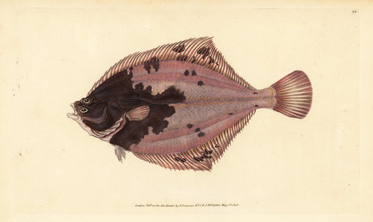 Europæisk skrubbe, Platichthys flesus (Flunder, Pleuronectes flesus). Håndfarvet kobberplade tegnet og indgraveret af Edward Donovan fra hans Natural History of British Fishes, Donovan og F.C. og J. Rivington, London af Edward Donovan