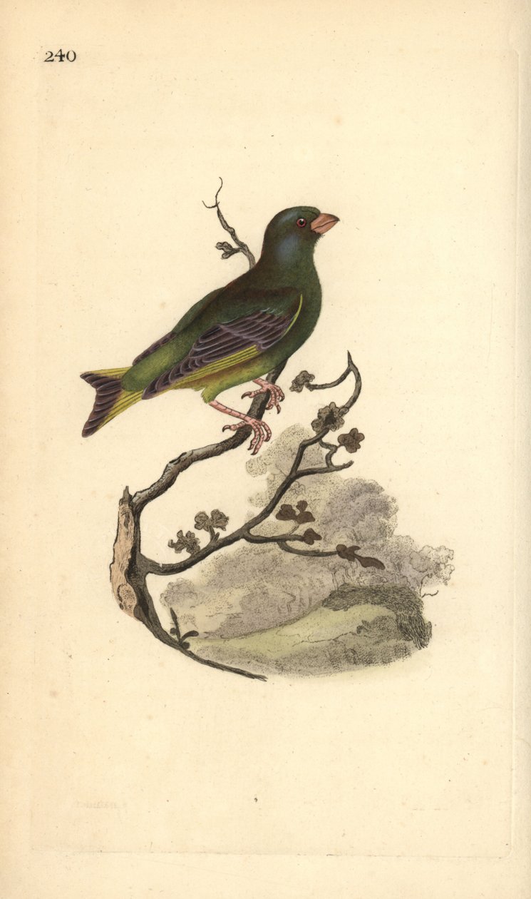 Europæisk grønfinke, Carduelis chloris. Håndfarvet kobberplade tegnet og graveret af Edward Donovan fra hans egen "Natural History of British Birds," London af Edward Donovan