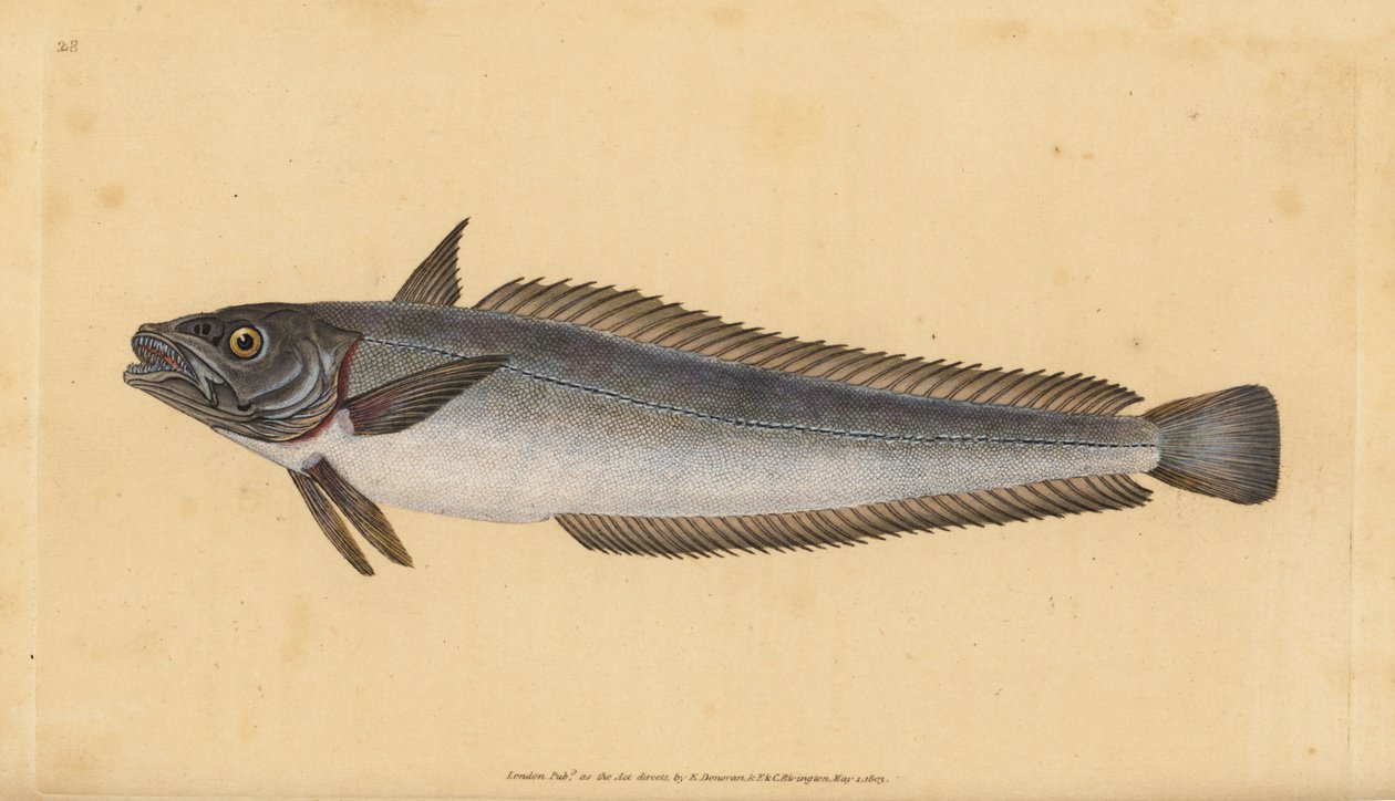 Europæisk kulmule, Merluccius merluccius (Kmule, Gadus merluccius). Håndfarvet kobberplade tegnet og indgraveret af Edward Donovan fra hans Natural History of British Fishes, Donovan og F.C. og J. Rivington, London af Edward Donovan