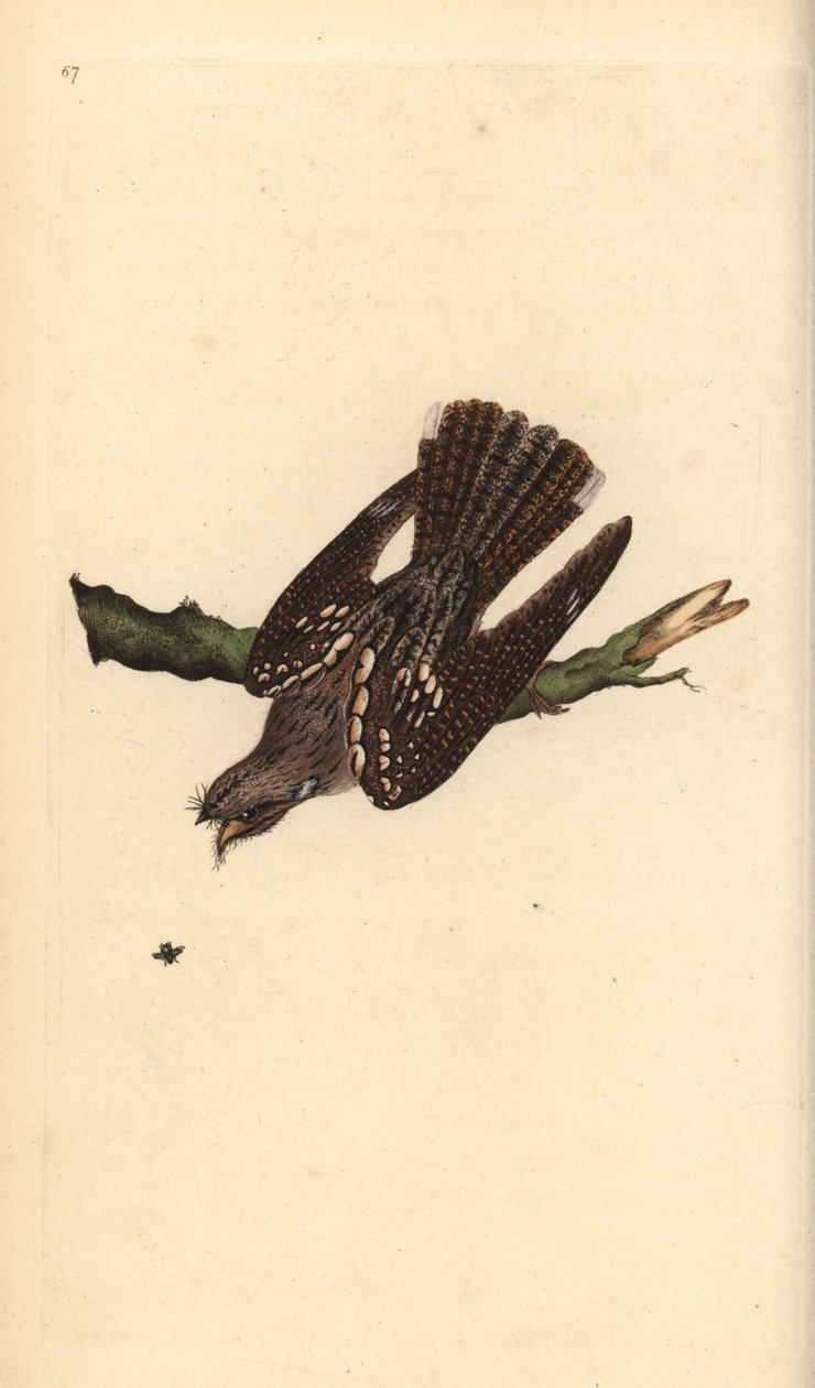 Europæisk natskælv, Caprimulgus europaeus. Håndfarvet kobberplade tegnet og graveret af Edward Donovan fra hans egen "Natural History of British Birds," London af Edward Donovan