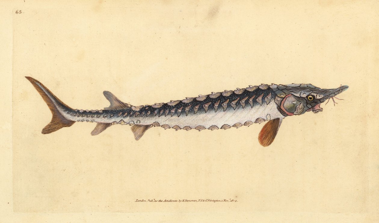 Europæisk eller almindelig stør. Kritisk truet. Håndfarvet kobberplade tegnet og indgraveret af Edward Donovan fra hans Natural History of British Fishes, Donovan og F.C. og J. Rivington, London af Edward Donovan
