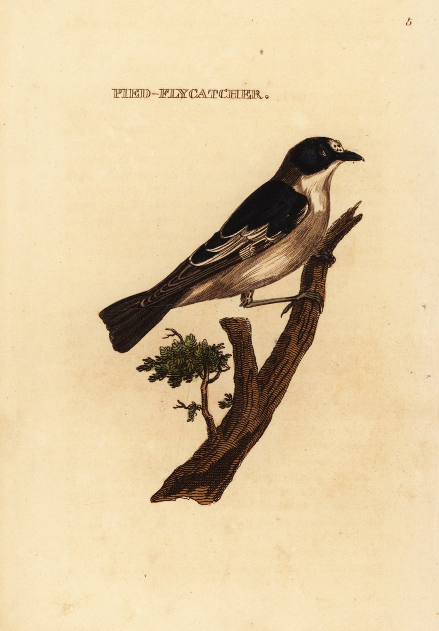 Europæisk broget fluesnapper, Ficedula hypoleuca af Edward Donovan
