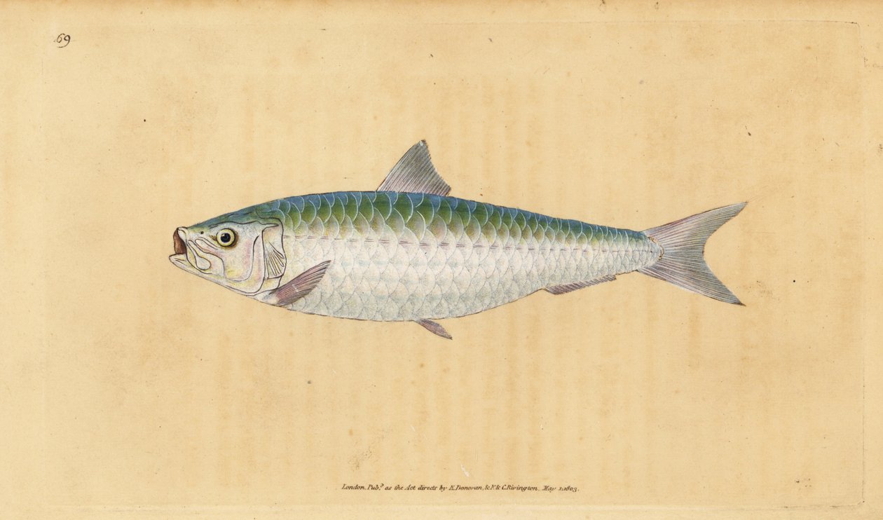 Europæisk pilchard, Sardina pilchardus (Pilchard, Clupea pilchardus). Håndfarvet kobberplade tegnet og indgraveret af Edward Donovan fra hans Natural History of British Fishes, Donovan og F.C. og J. Rivington, London af Edward Donovan