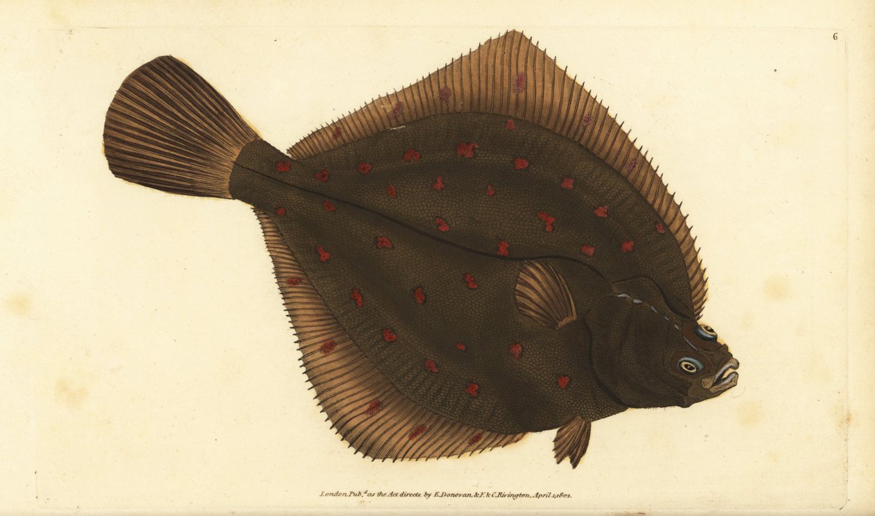 Europæisk pleuronectes platessa. Håndfarvet kobberplade tegnet og indgraveret af Edward Donovan fra hans Natural History of British Fishes, Donovan og F.C. og J. Rivington, London af Edward Donovan