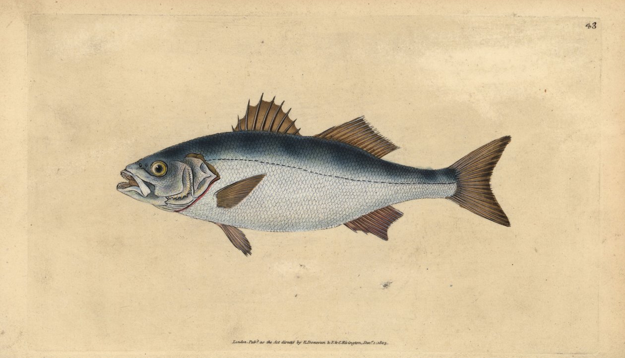 Europæisk havaborre, Dicentrarchus labrax (Basse, Perca labrax). Håndfarvet kobberplade tegnet og indgraveret af Edward Donovan fra hans Natural History of British Fishes, Donovan og F.C. og J. Rivington, London af Edward Donovan