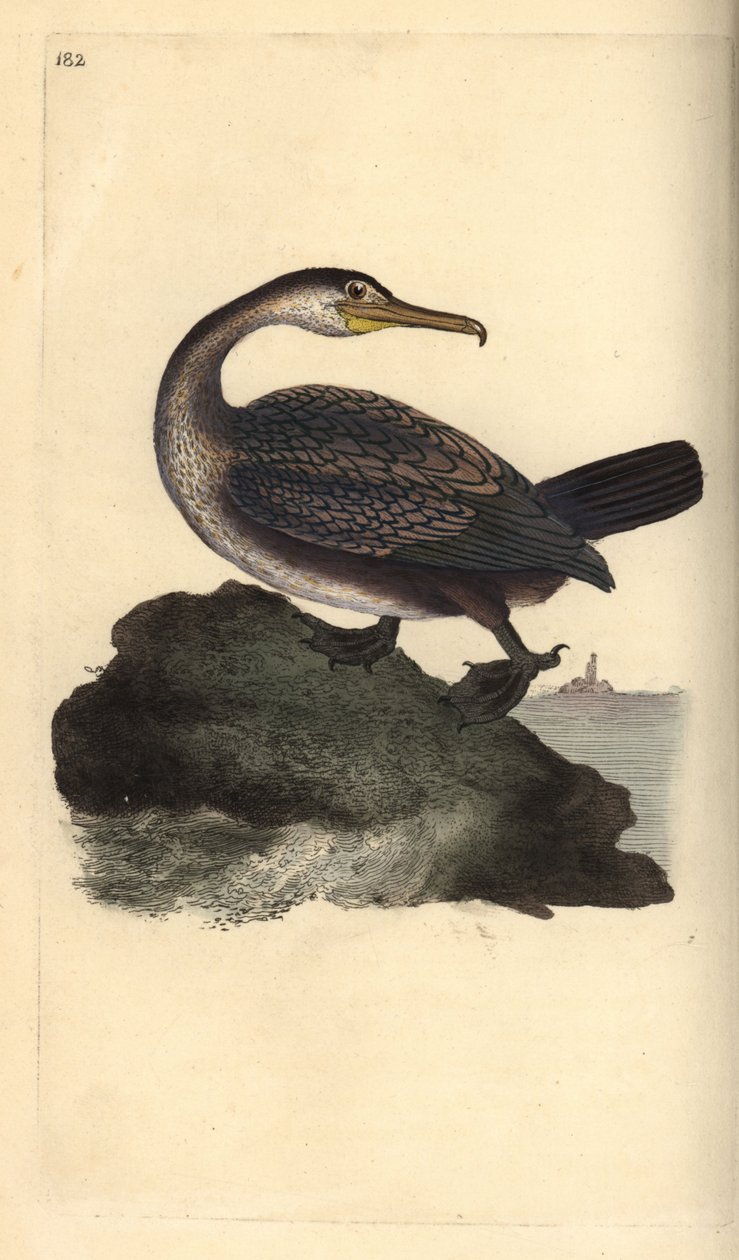 Europæisk shag, Phalacrocorax aristotelis. Håndfarvet kobberplade tegnet og graveret af Edward Donovan fra hans egen "Natural History of British Birds," London af Edward Donovan
