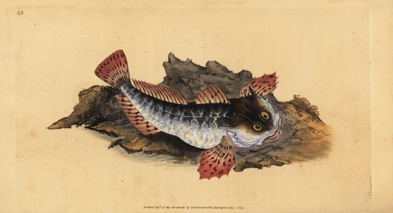 Far lasher eller havskorpion, Myoxocephalus scorpius (Cottus scorpius). Håndfarvet kobberplade tegnet og indgraveret af Edward Donovan fra hans Natural History of British Fishes, Donovan og F.C. og J. Rivington, London af Edward Donovan