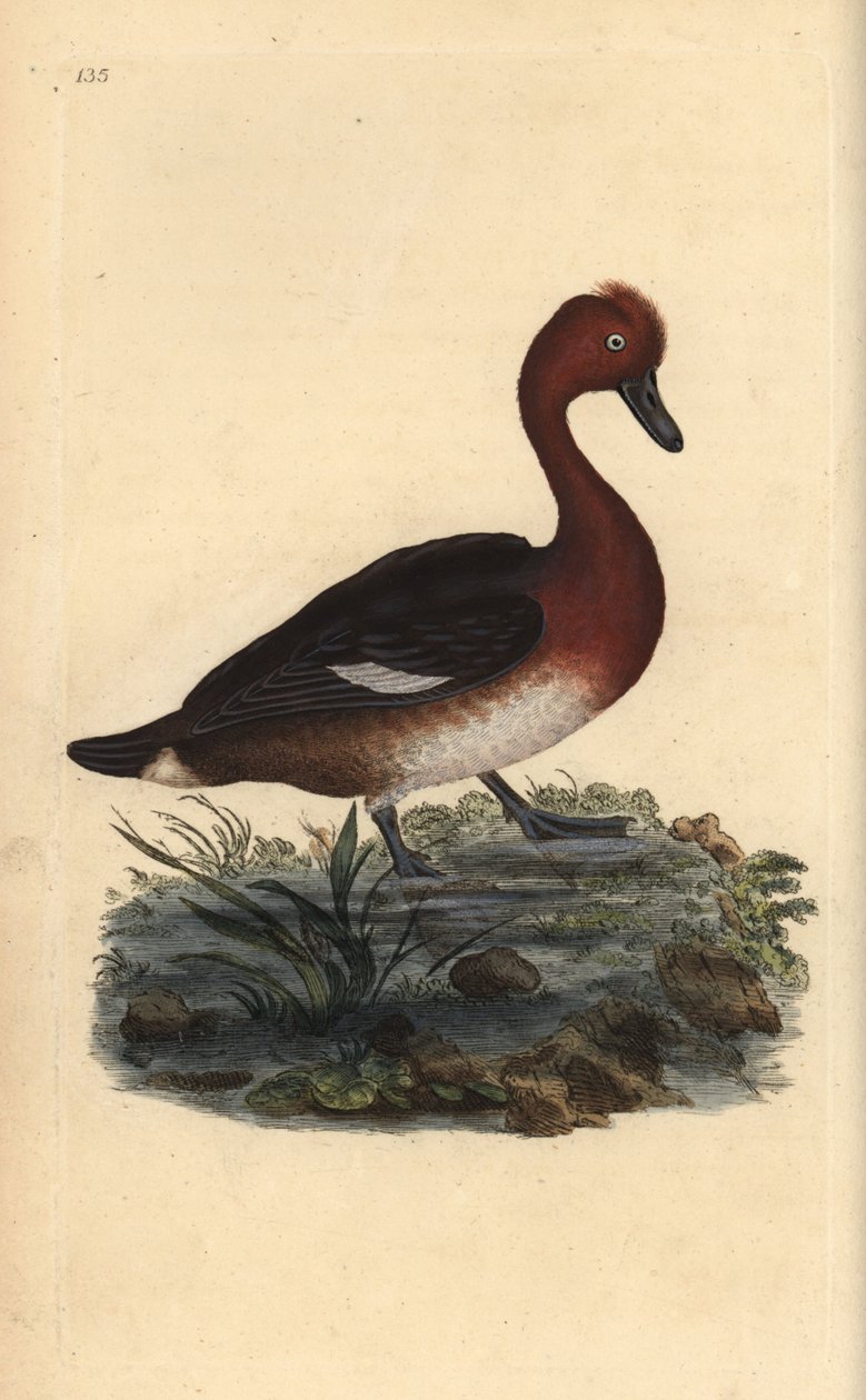 Jernholdig and, Aythya nyroca. Håndfarvet kobberplade tegnet og graveret af Edward Donovan fra hans egen "Natural History of British Birds" (1794-1819). Edward Donovan (1768-1837) var en anglo-irsk amatørzoolog, forfatter, kunstner og gravør. Han wro af Edward Donovan