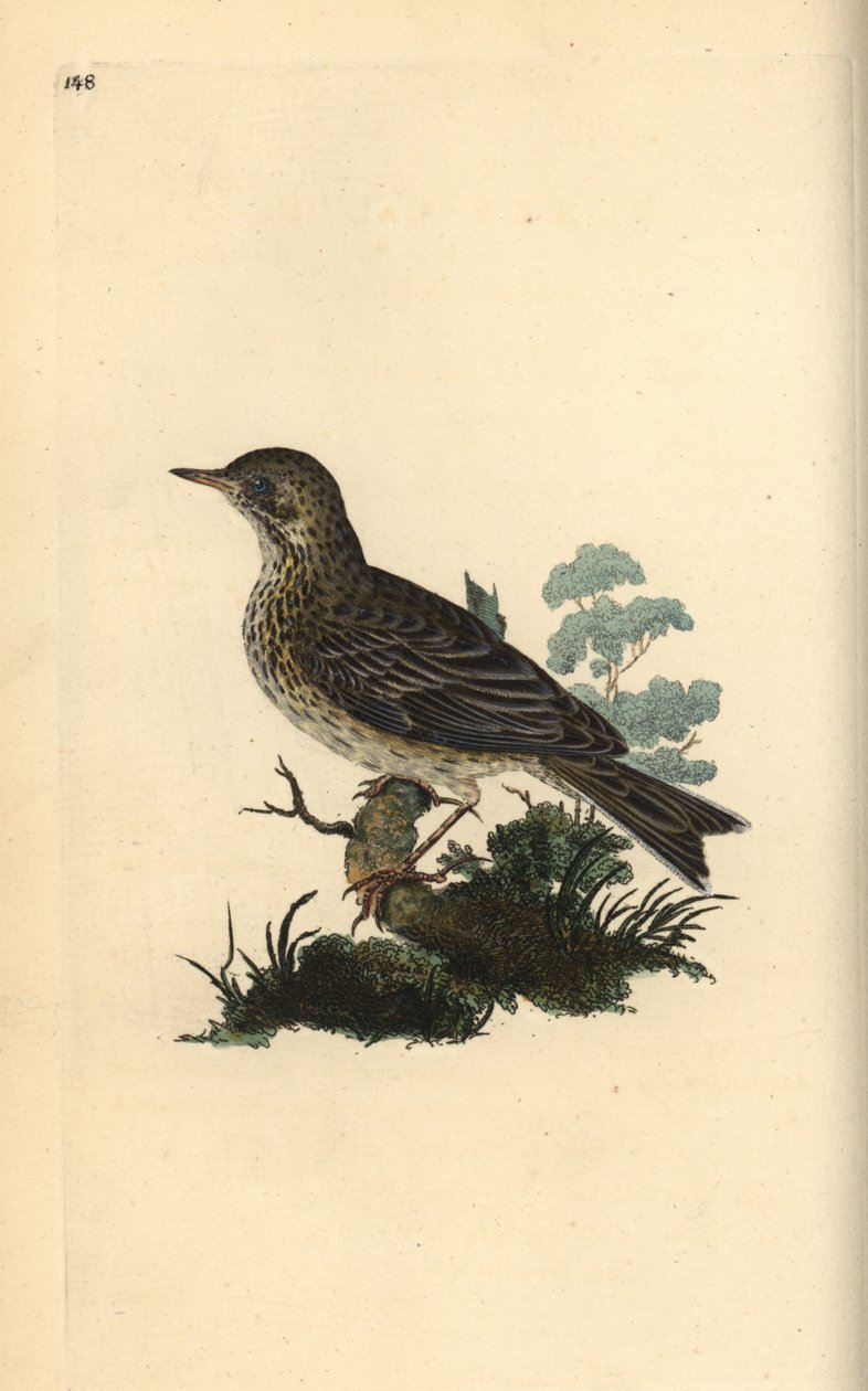 Marklærke, Alauda minor (eller Træpiber, Anthus trivialis?). Håndfarvet kobberplade tegnet og graveret af Edward Donovan fra hans egen "Natural History of British Birds," London af Edward Donovan