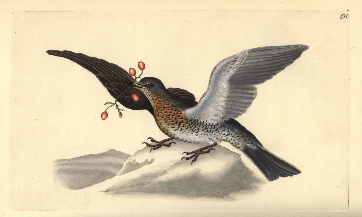 Markfart, Turdus pilaris. Håndfarvet kobberplade tegnet og graveret af Edward Donovan fra hans egen "Natural History of British Birds," London af Edward Donovan