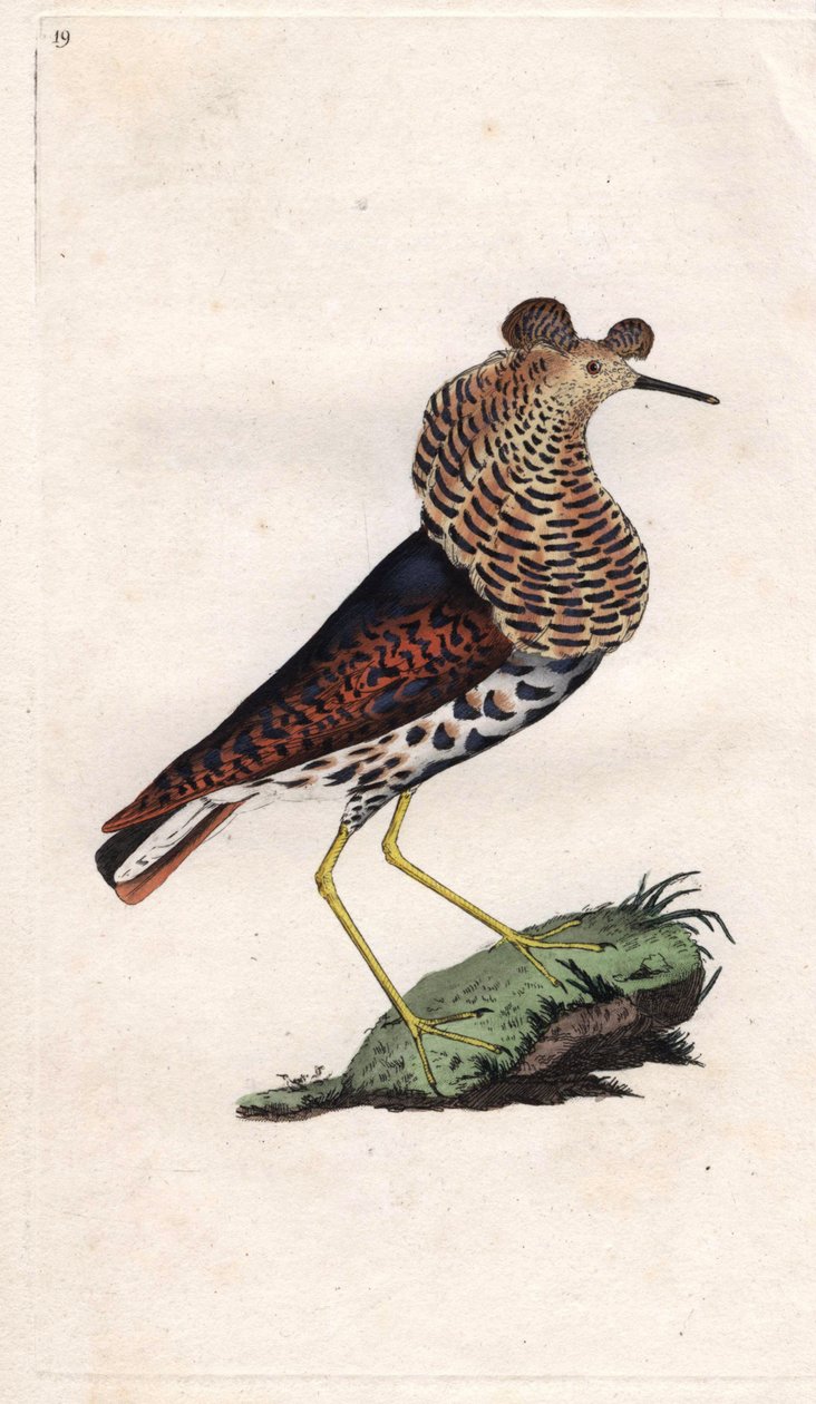 Fighter varierer. Philomachus pugnax (Tringa pugnax). Kobberstik af Edward Donovan (1768-1837), udgivet i Natural History of British Birds, London af Edward Donovan
