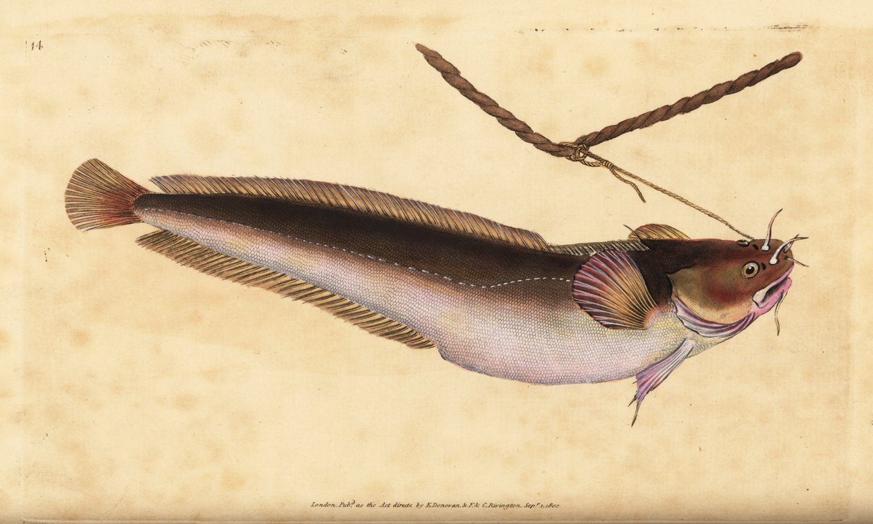 Femskæggynge, Ciliata mustela (Femskægget torskefisk, Gadus mustela). Håndfarvet kobberplade tegnet og indgraveret af Edward Donovan fra hans Natural History of British Fishes, Donovan og F.C. og J. Rivington, London af Edward Donovan