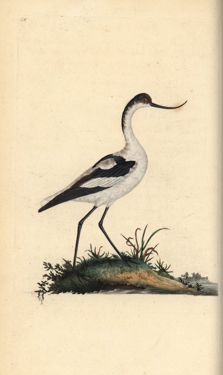 Fod avocet, Recurvirostra avocetta. Håndfarvet kobberplade tegnet og graveret af Edward Donovan fra hans egen "Natural History of British Birds," London af Edward Donovan