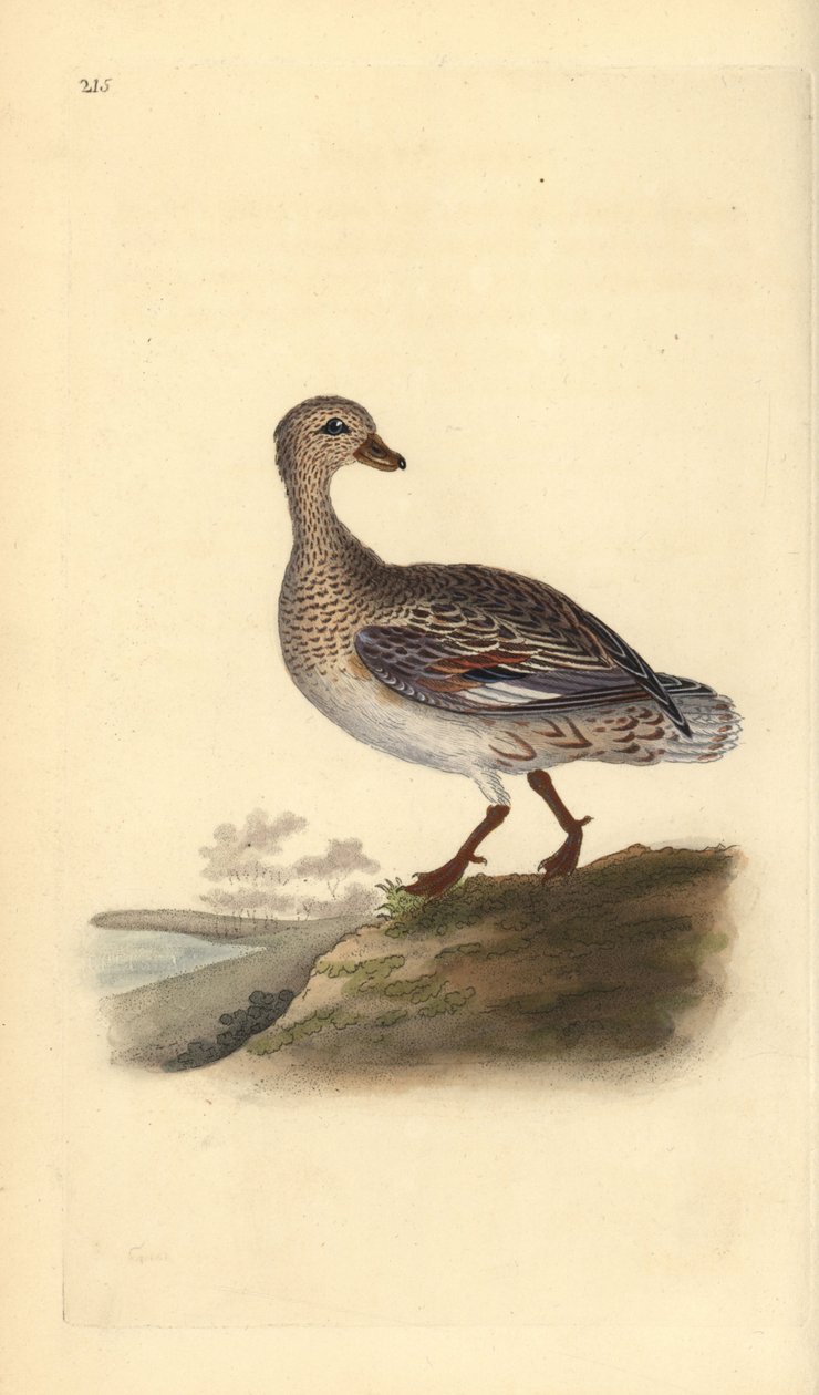 Gadwall (kvinde), Anas strepera. Håndfarvet kobberplade tegnet og graveret af Edward Donovan fra hans egen "Natural History of British Birds," London af Edward Donovan