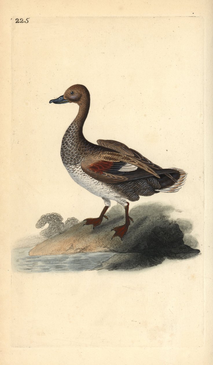 Gadwall (han), Anas strepera. Håndfarvet kobberplade tegnet og graveret af Edward Donovan fra hans egen "Natural History of British Birds," London af Edward Donovan