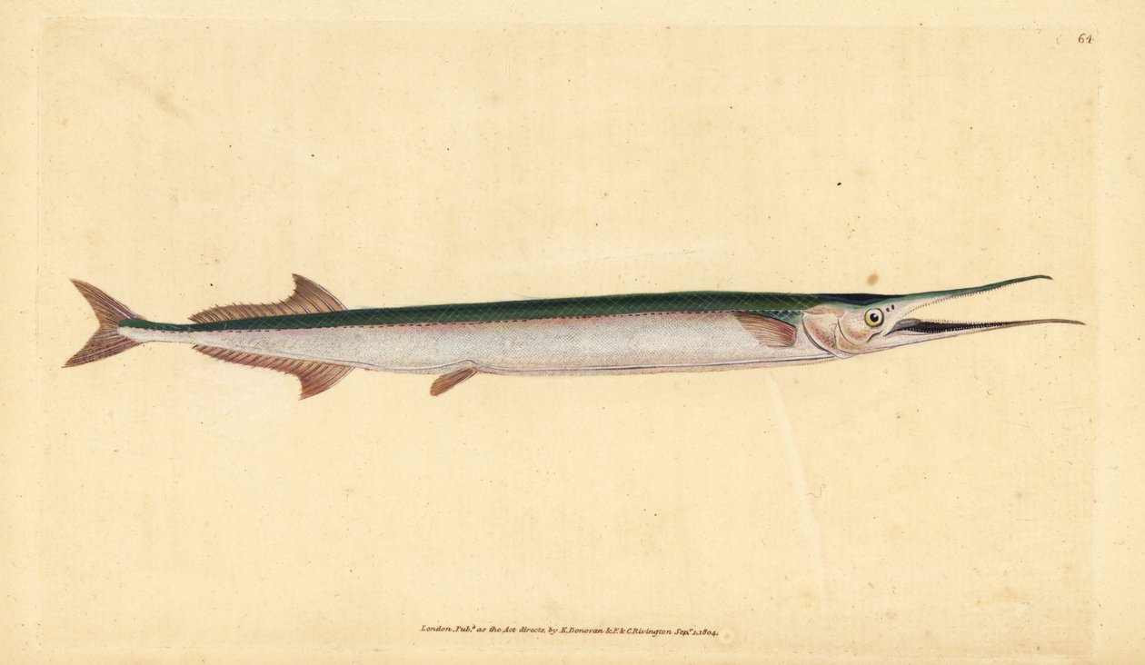 Garfish eller havnål, Belone belone (Havgedde eller hornfisk, Esox belone). Håndfarvet kobberplade tegnet og indgraveret af Edward Donovan fra hans Natural History of British Fishes, Donovan og F.C. og J. Rivington, London af Edward Donovan