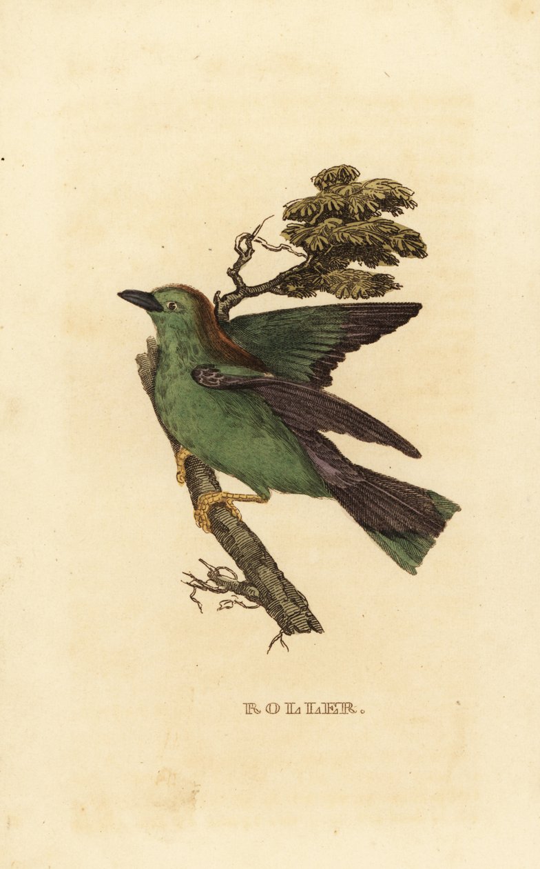Gumlende rulle eller europæisk rulle, Coracias garrulus af Edward Donovan
