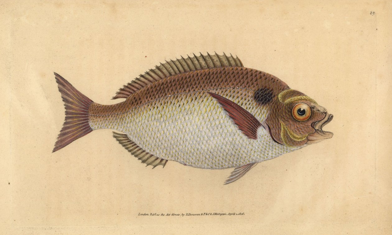 Forgyldt havbrasen eller lunuleret forgyldt hoved, Sparus aurata. Håndfarvet kobberplade tegnet og indgraveret af Edward Donovan fra hans Natural History of British Fishes, Donovan og F.C. og J. Rivington, London af Edward Donovan
