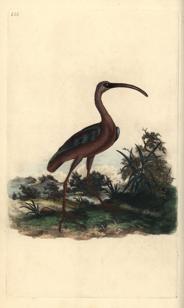Blank ibis, Plegadis falcinellus. Håndfarvet kobberplade tegnet og graveret af Edward Donovan fra hans egen "Natural History of British Birds," London af Edward Donovan