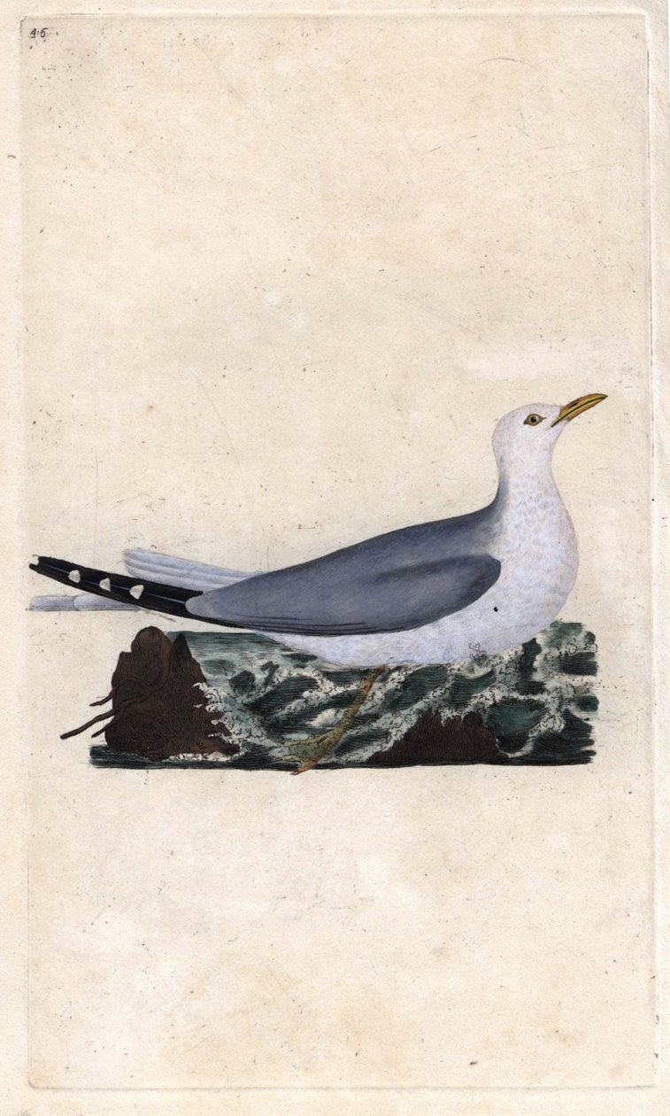 Goelandsaske. Larus canus. Kobberstik af Edward Donovan (1768-1837), udgivet i Natural History of British Birds, London af Edward Donovan