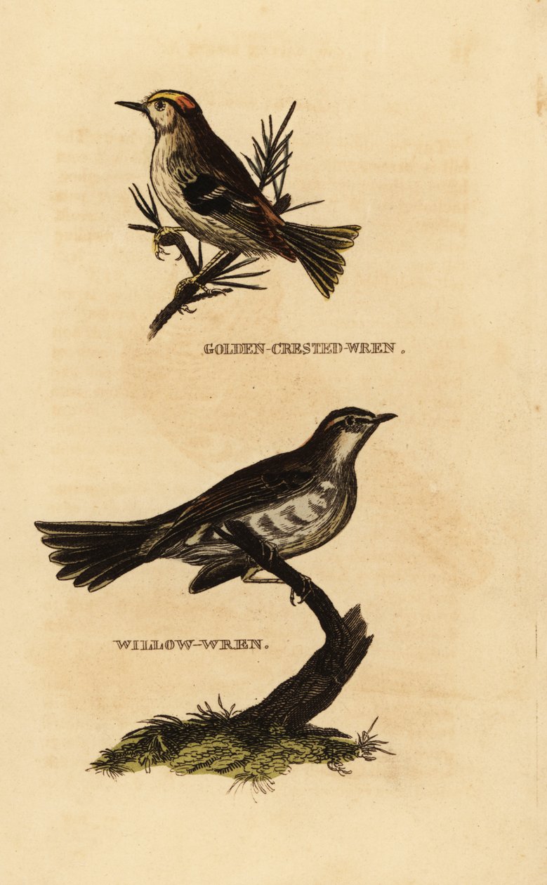 Guldkammen, Regulus regulus og pilesanger, Phylloscopus trochilus af Edward Donovan