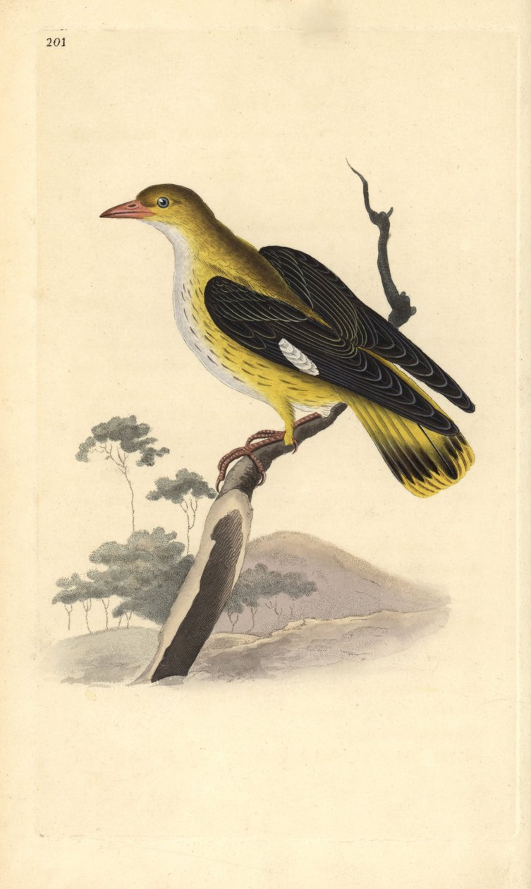 Gylden oriole (hun), Oriolus oriolus. Håndfarvet kobberplade tegnet og graveret af Edward Donovan fra hans egen "Natural History of British Birds," London af Edward Donovan