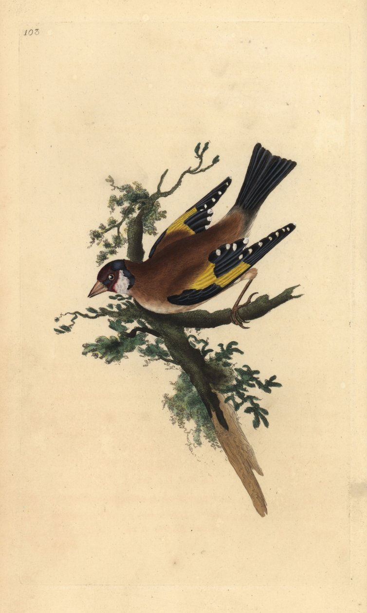 Guldfinke, Carduelis carduelis. Håndkoloreret kobberstik tegnet og graveret af Edward Donovan efter hans egen "Natural History of British Birds", London af Edward Donovan