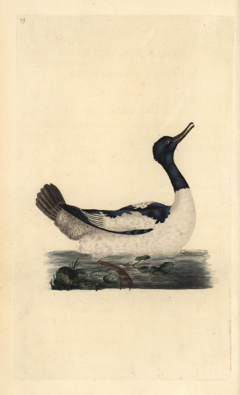 Gåsand, Mergus bådbåd. Håndfarvet kobberplade tegnet og graveret af Edward Donovan fra hans egen "Natural History of British Birds," London af Edward Donovan