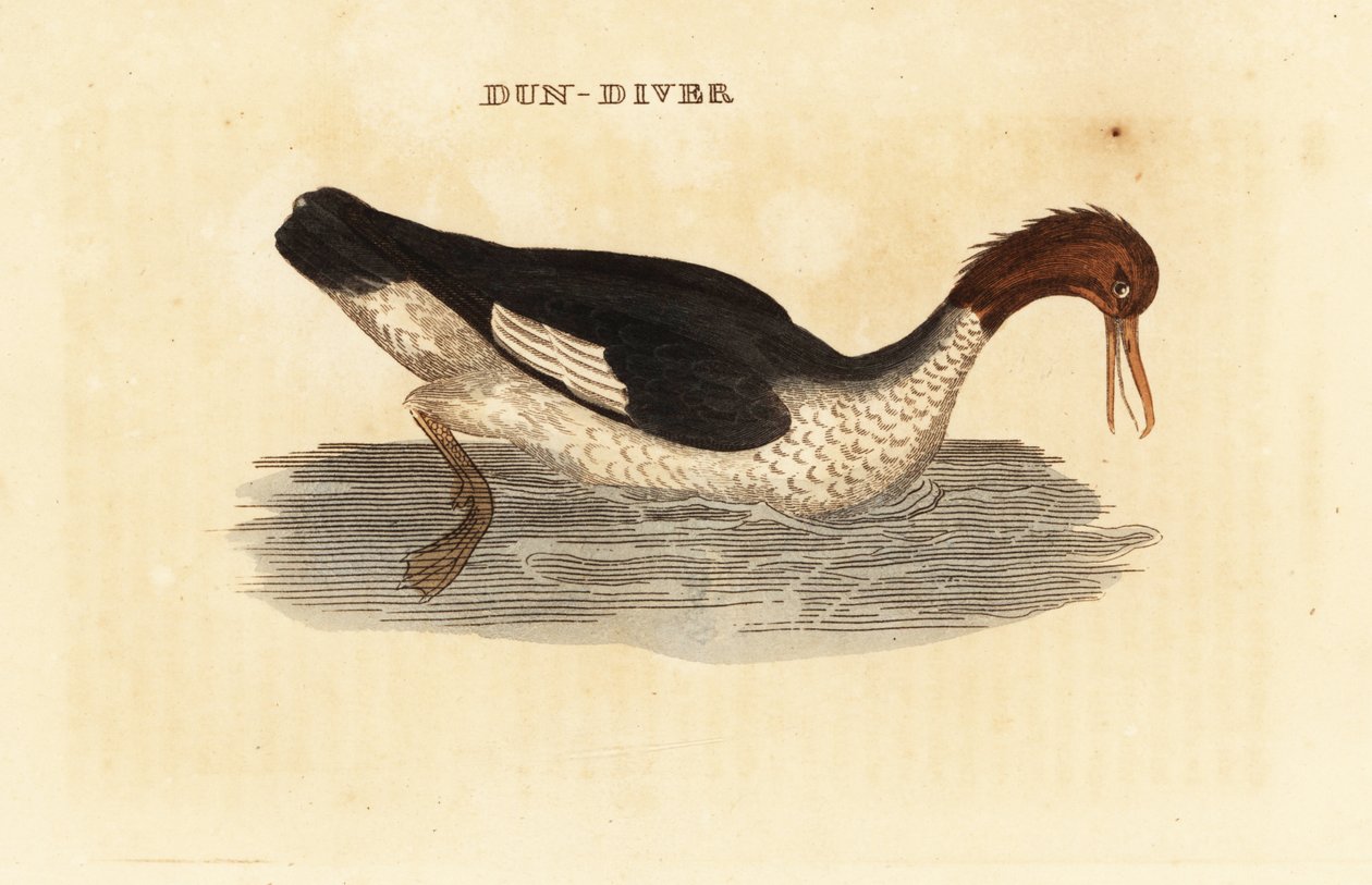 Gåsand, Mergus kåbe, hun af Edward Donovan