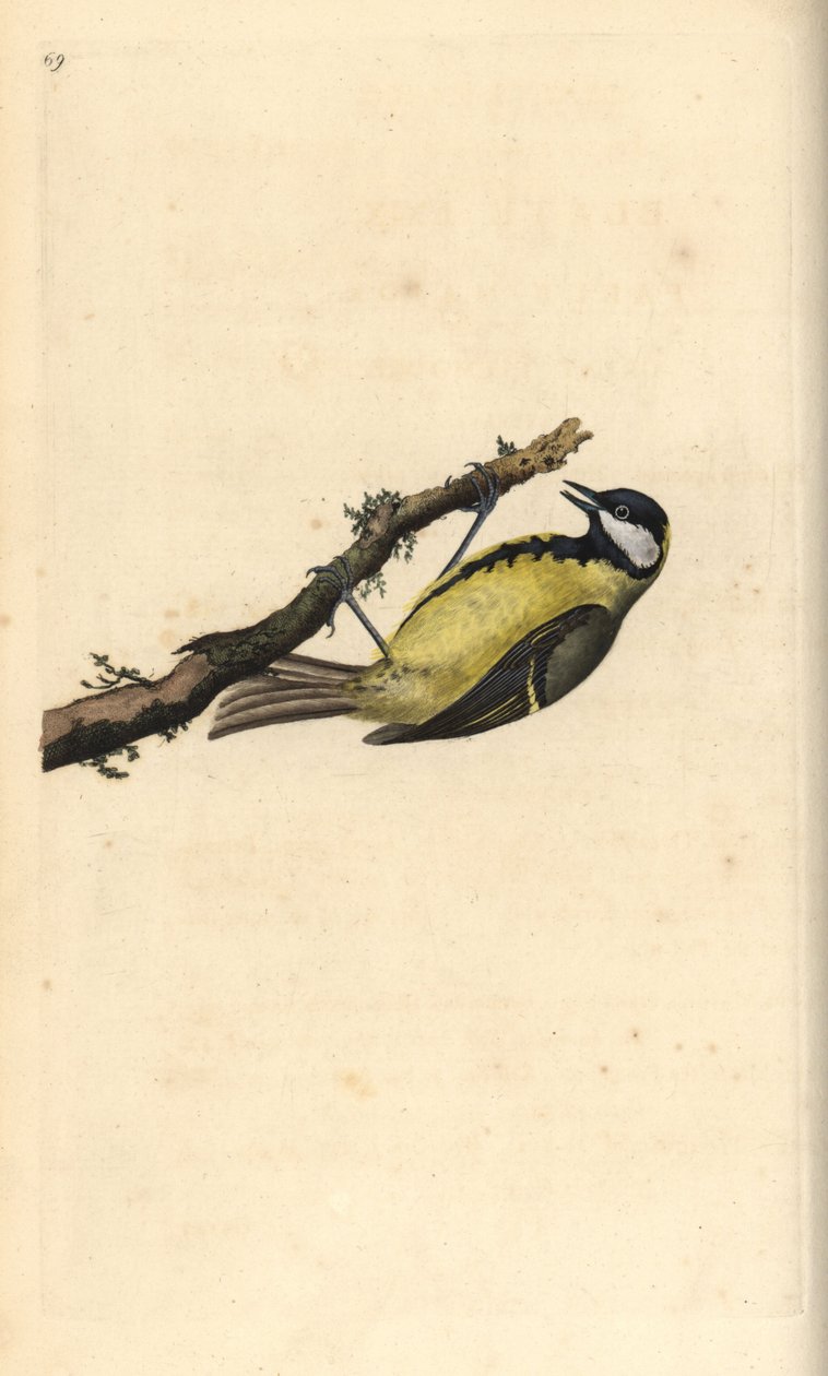 Stormejse, Parus Major. Håndkoloreret kobberstik tegnet og graveret af Edward Donovan efter hans egen "Natural History of British Birds", London af Edward Donovan