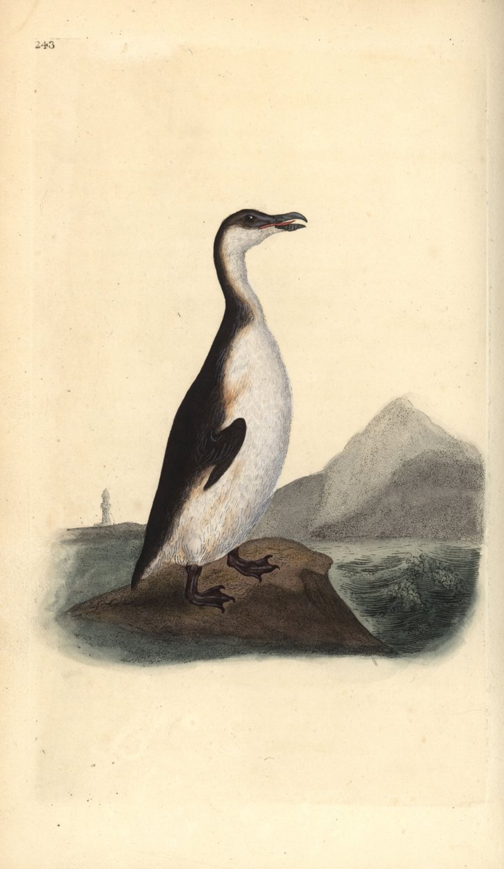 Alkefugl, Pinguinus impennis, jaget til udryddelse af ægsamlere i 1844. Håndfarvet kobberplade tegnet og indgraveret af Edward Donovan fra hans egen "Natural History of British Birds," London af Edward Donovan