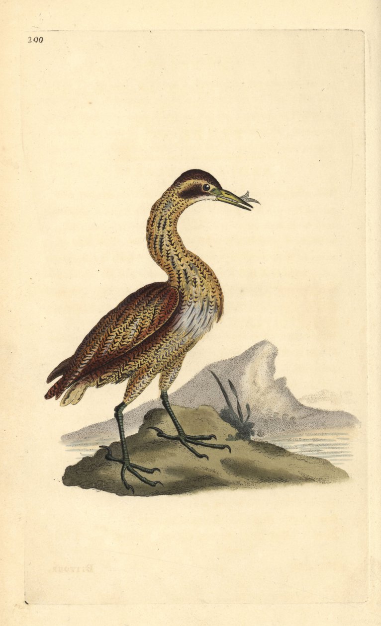 Stor bitter, Botaurus stellaris. Håndfarvet kobberplade tegnet og graveret af Edward Donovan fra hans egen "Natural History of British Birds," London af Edward Donovan