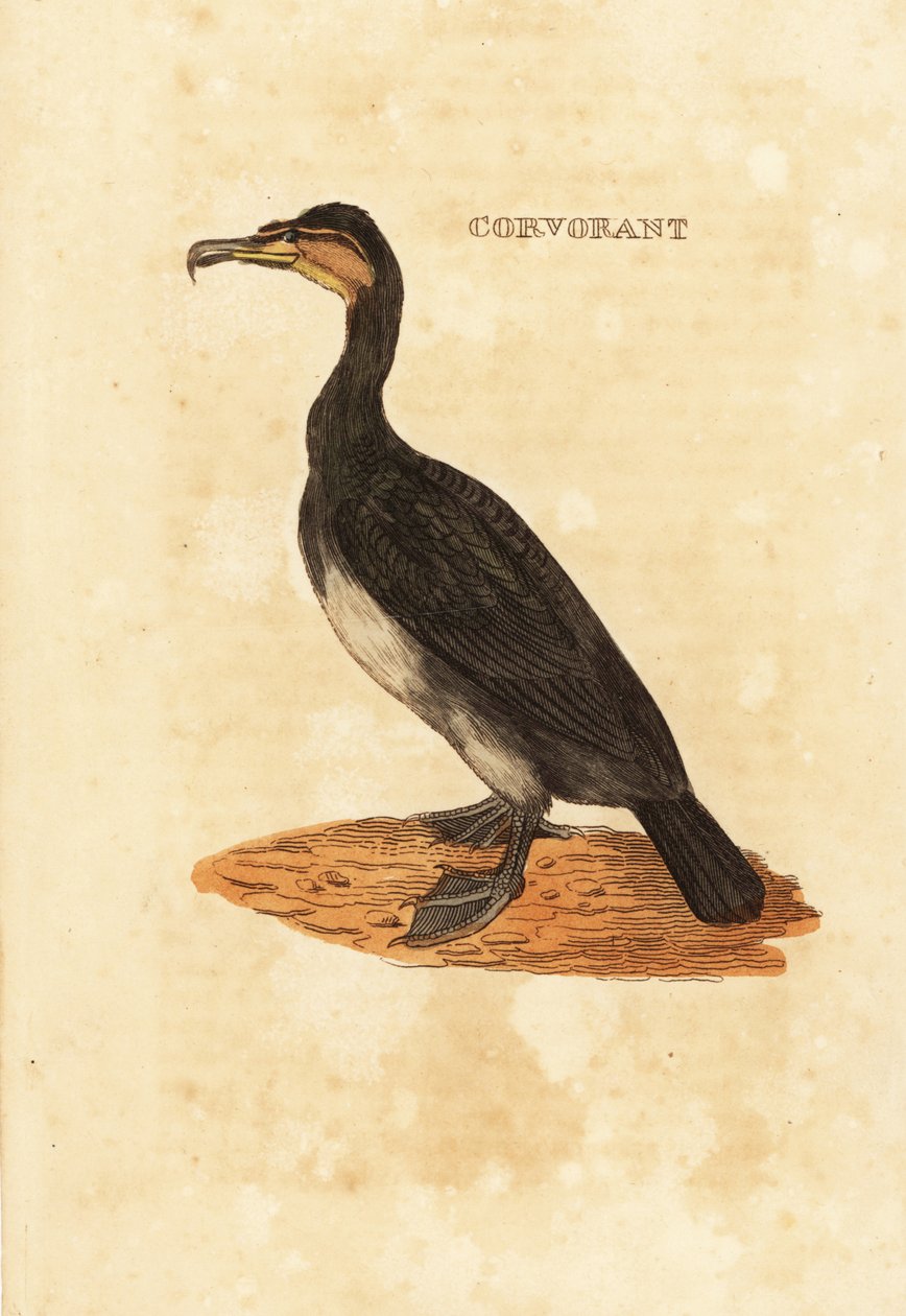 Storskarv, Phalacrocorax carbo af Edward Donovan