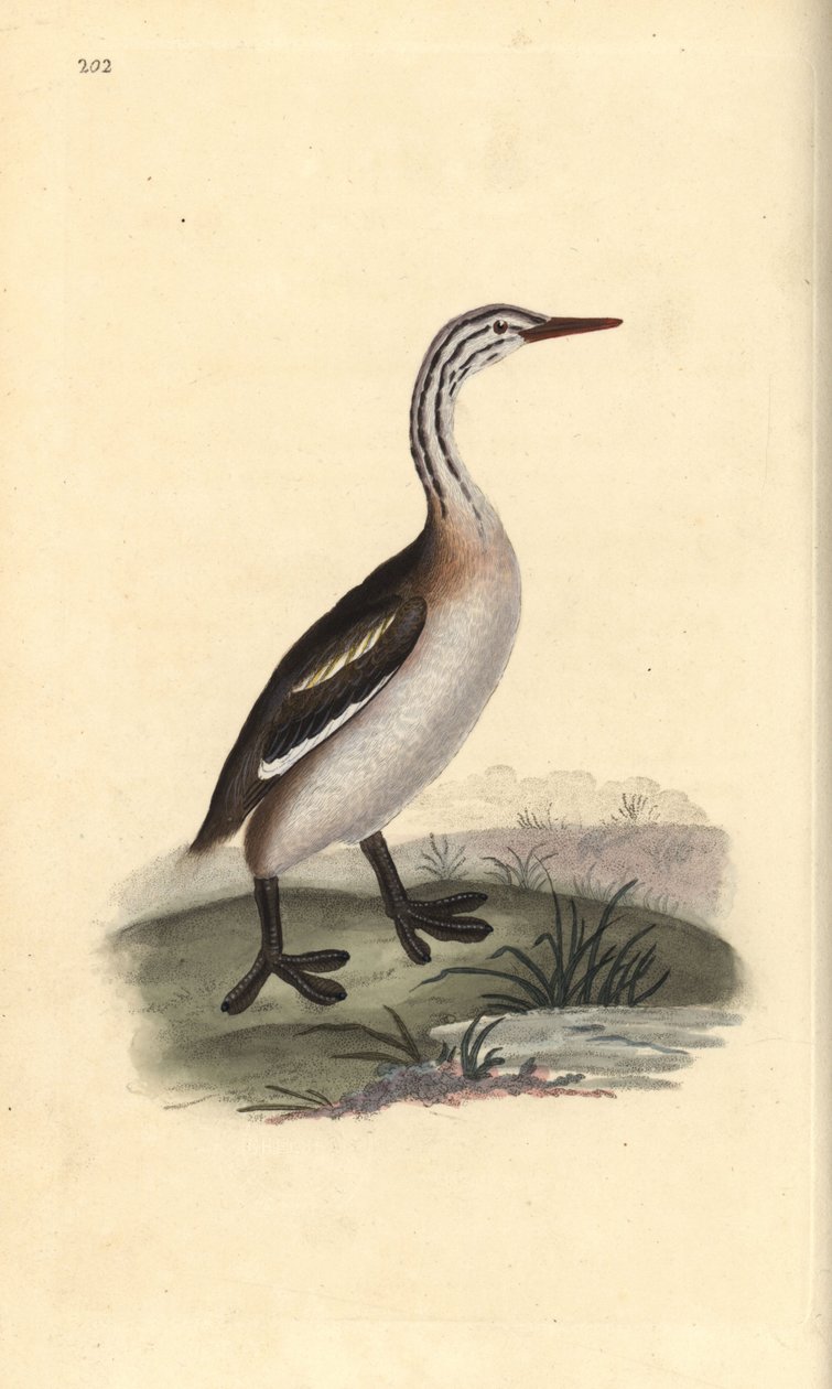 Storspovedykker, Podiceps cristatus. Håndfarvet kobberplade tegnet og graveret af Edward Donovan fra hans egen "Natural History of British Birds," London af Edward Donovan