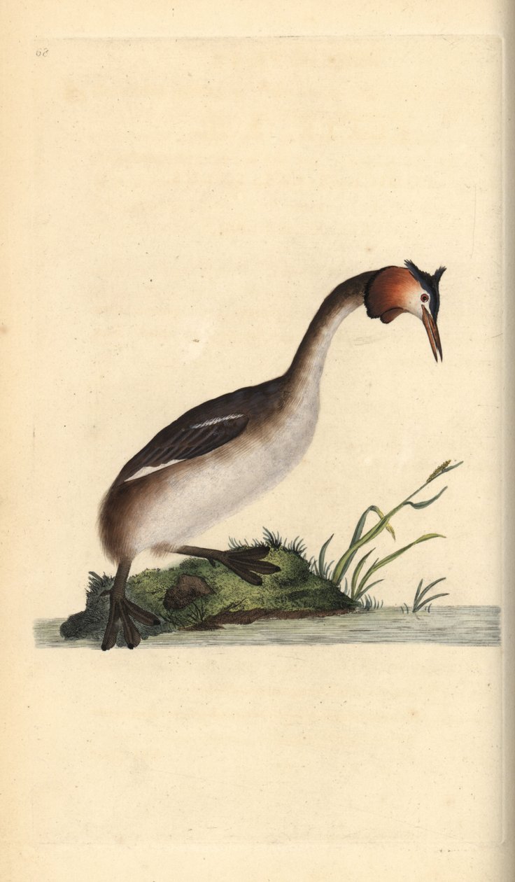 Storspovedykker, Podiceps cristatus. Håndfarvet kobberplade tegnet og graveret af Edward Donovan fra hans egen "Natural History of British Birds," London af Edward Donovan