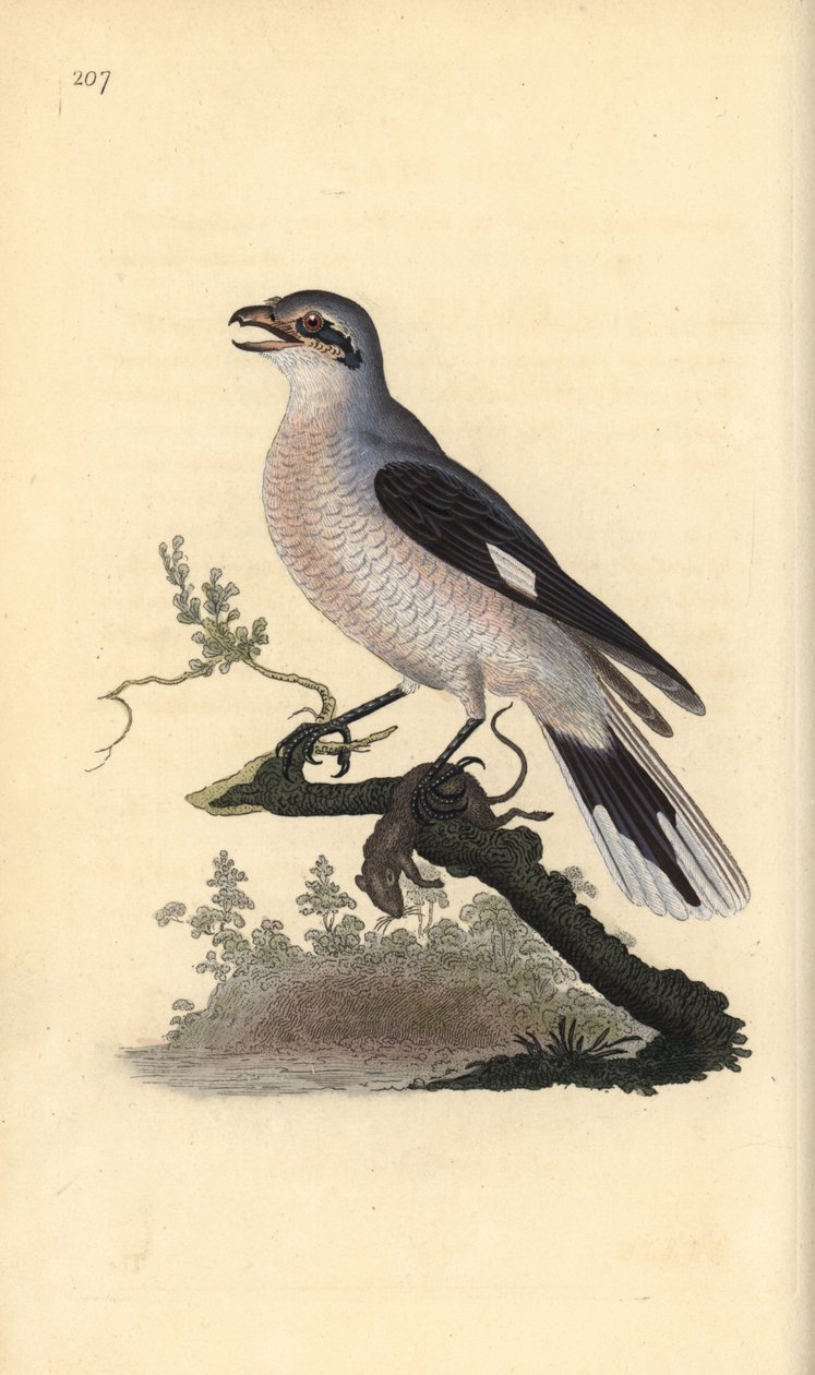 Stor gråspurv (hun), Lanius excubitor. Håndkoloreret kobberstik tegnet og graveret af Edward Donovan efter hans egen "Natural History of British Birds", London af Edward Donovan