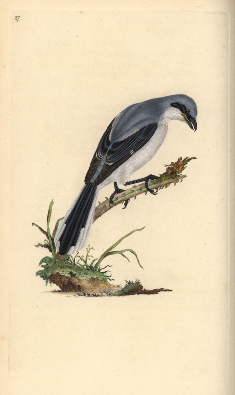 Stort toskeskrike, Lanius excubitor. Håndfarvet kobberplade tegnet og graveret af Edward Donovan fra hans egen "Natural History of British Birds," London af Edward Donovan