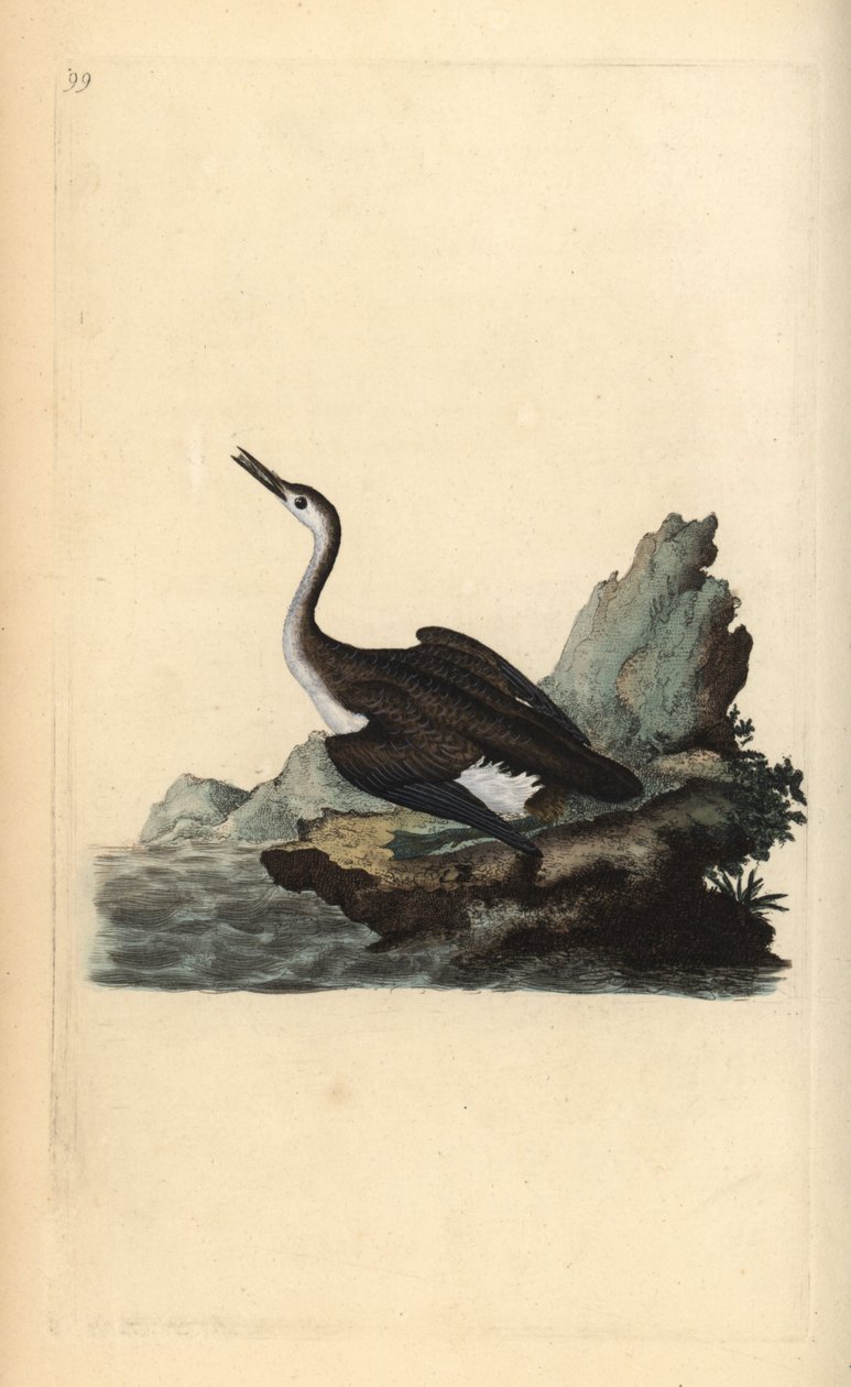 Stor nordlig lom eller dykker, Gavia immer. Håndfarvet kobberplade tegnet og graveret af Edward Donovan fra hans egen "Natural History of British Birds," London af Edward Donovan