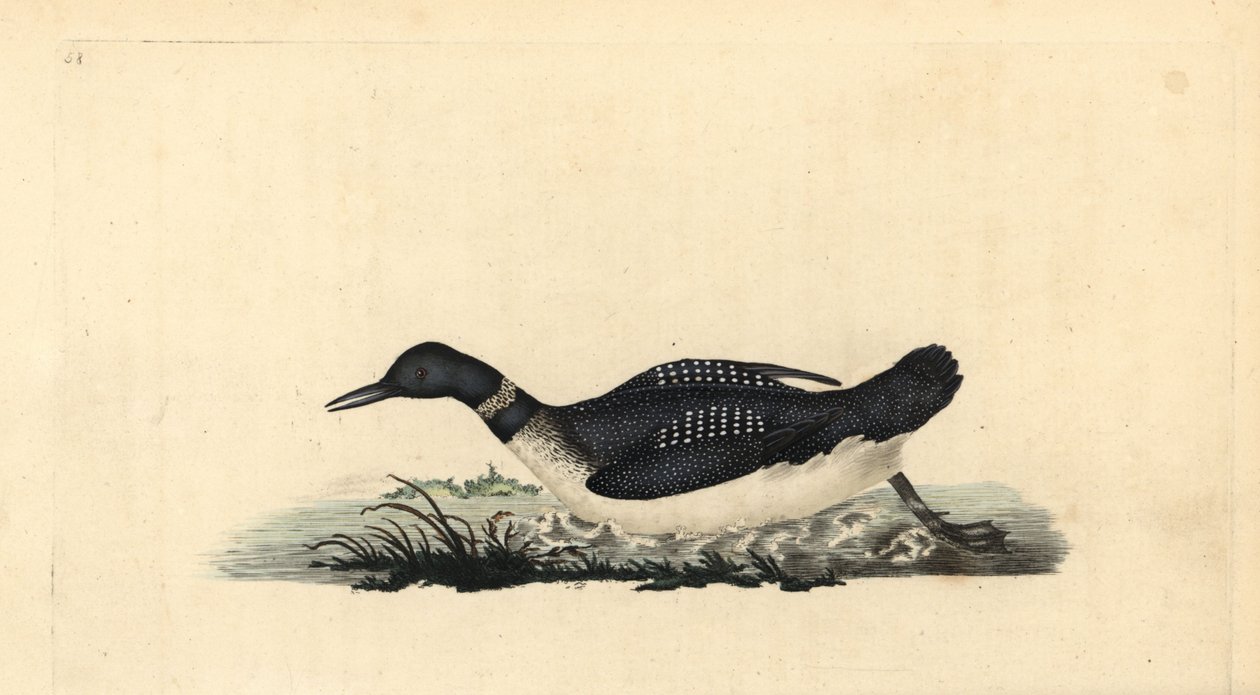 Stor nordlig lom eller dykker, Gavia immer. Håndfarvet kobberplade tegnet og graveret af Edward Donovan fra hans egen "Natural History of British Birds," London af Edward Donovan