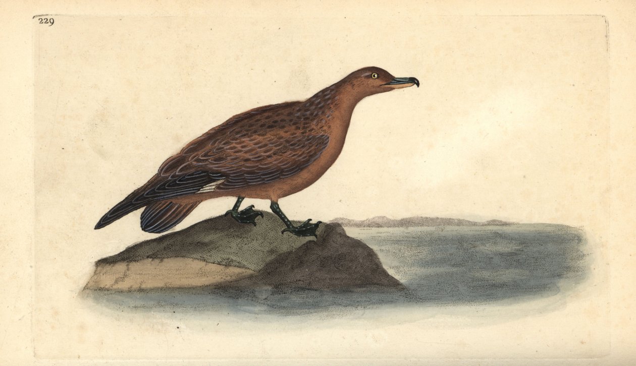 Stor skua, Stercorarius skua. Håndfarvet kobberplade tegnet og graveret af Edward Donovan fra hans egen "Natural History of British Birds," London af Edward Donovan