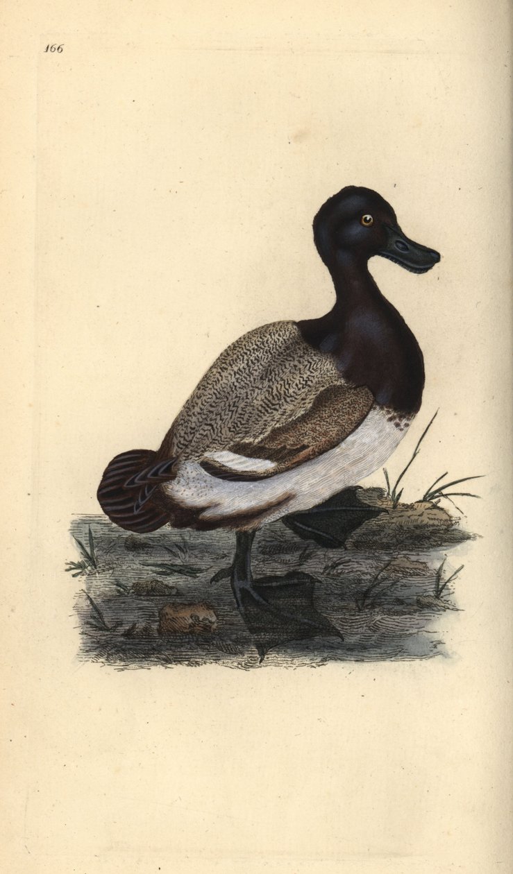 Større ænder, Aythya marila. Håndfarvet kobberplade tegnet og graveret af Edward Donovan fra hans egen "Natural History of British Birds," London af Edward Donovan