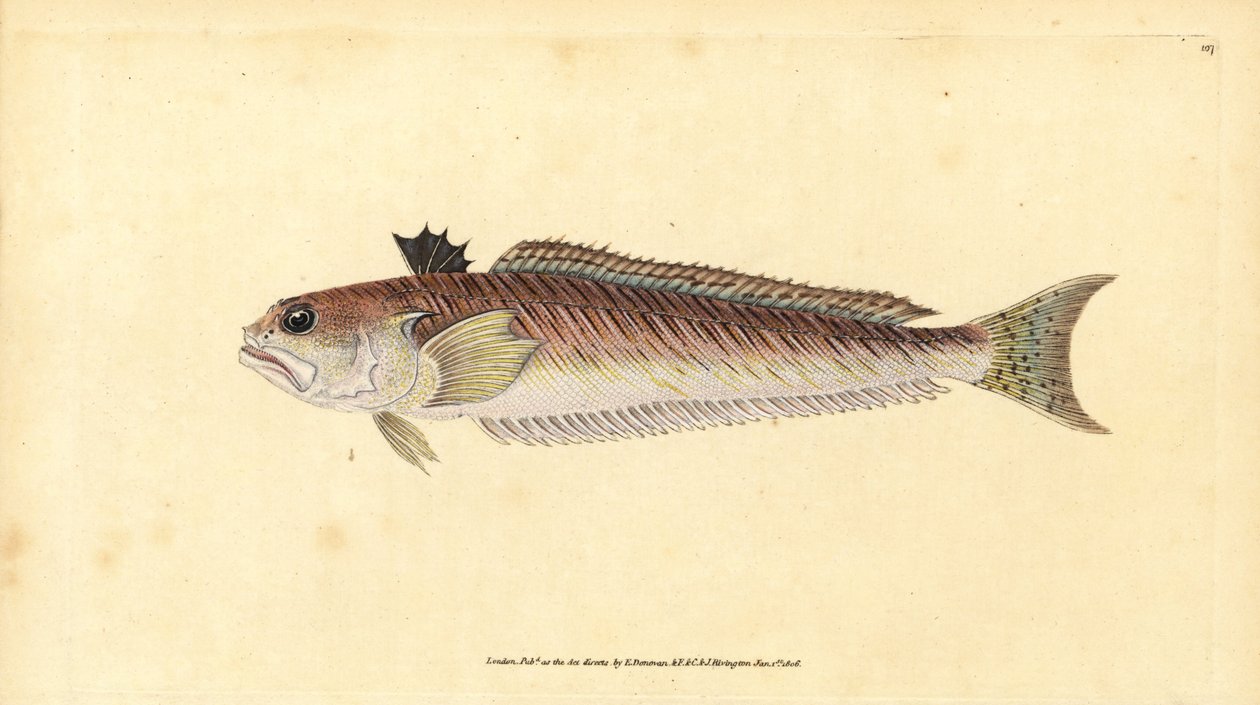 Større væver, Trachinus draco (Større væver eller stikkyr, Trachinus major). Håndfarvet kobberplade tegnet og indgraveret af Edward Donovan fra hans Natural History of British Fishes, Donovan og F.C. og J. Rivington, London af Edward Donovan
