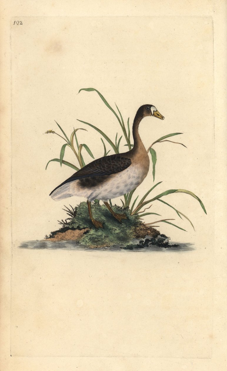Stor blisgås, Anser albifrons. Håndfarvet kobberplade tegnet og graveret af Edward Donovan fra hans egen "Natural History of British Birds," London af Edward Donovan
